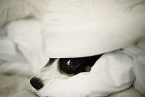 Under the Covers - Home